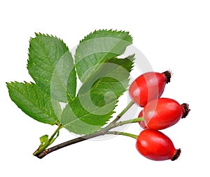 Rose hips (Rosa canina) photo