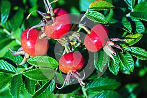 Rose hips from Rosa rugosa (beach rose)