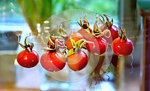Rose hips from Rosa rugosa on a glass