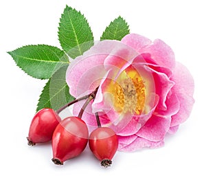 Rose-hips with rose flower isolated on a white background