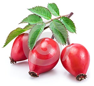 Rose-hips with rose leaves isolated on a white background