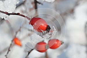 Rose hips in the snow