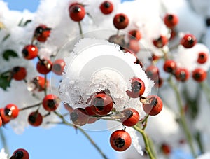 Rose hips in the snow