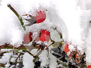 Rose hips snow-covered in macro view