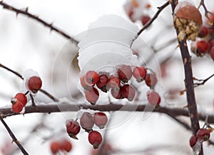 Rose hips in the snow in the winter