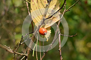 Rose hips on the tree photo