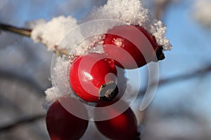 Rose hips under snow.