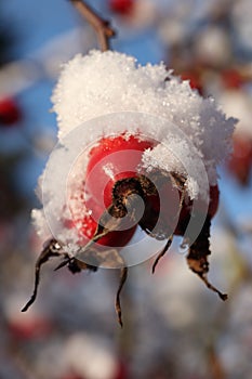 Rose hips under snow.