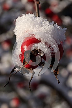 Rose hips under snow.