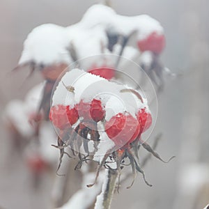rose hips under the snow cap. Berries of wild rose in winter, food for birds. Winter Vitamins.
