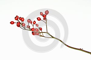 Rose Hips on White photo