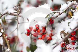 Rose hips in the white snow