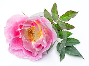 Rose-hips or wild rose berries isolated on a white background