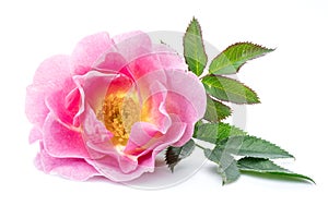 Rose-hips or wild rose berries isolated on a white background