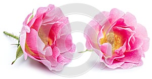 Rose-hips or wild rose berries isolated on a white background