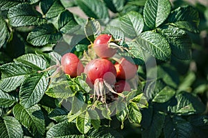 Rose hips on wild rose bush, close up. Rosa rugosa hips in summer