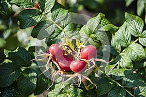 Rose hips on wild rose bush, close up. Rosa rugosa hips in summer