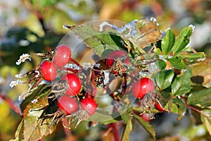 Rose Hips in Winter