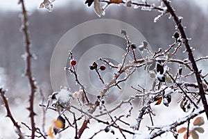 Rose hips during winter