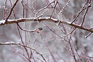 Rose hips during winter