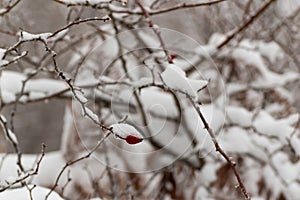 Rose hips during winter