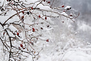 Rose hips during winter