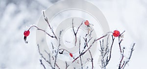 Rose Hips in Winter with nice Contrast