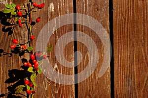 Rose Hips On Wood Background