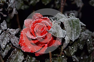 A rose is in a hoarfrost