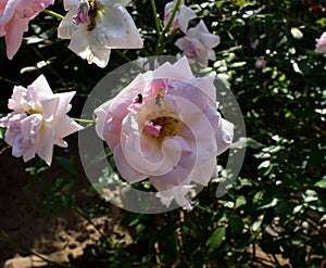 Rose with honey bees .