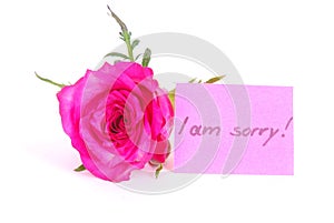 Rose with I am sorry note