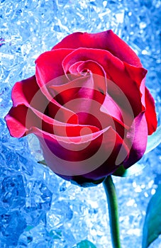 Rose on Ice