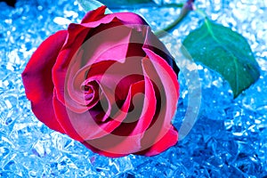 Rose on Ice