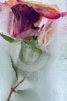 Rose in ice
