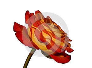 Rose II