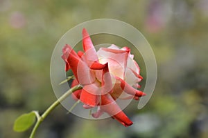 Rose Imperatrice Farah