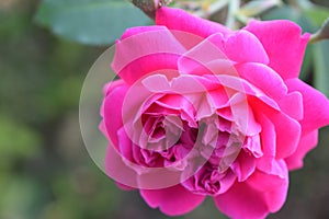 Rose Indian rose, Indian rose or desi gulab photo