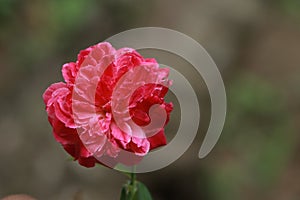 Rose Indian rose redrose beautifulrose naturalrose photo