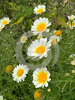 Rose of indiyan park