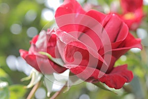 Rose inflorescence. Red Roses in the garden. Attention. Gift. Freshness. Passion.
