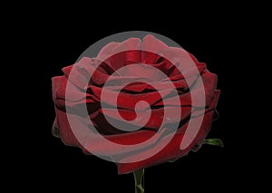 Rose isolated on black background