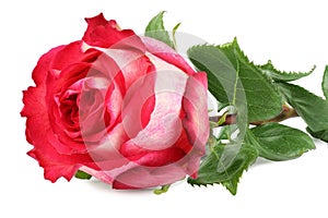 Rose isolated on white background