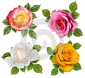 Rose isolated on white