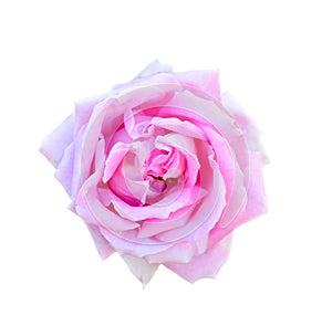Rose isolated on white background. Fully open gentle pink rose flower head isolated on white background.