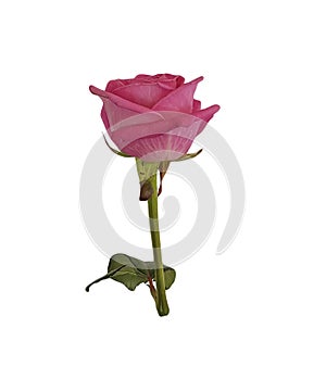 Rose isolated on white background