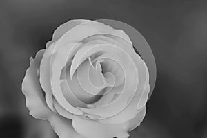 A rose with its unique blossom in black and white
