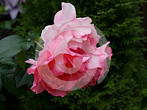 Rose `Jardins de France` in the garden. Beautiful pink flowers