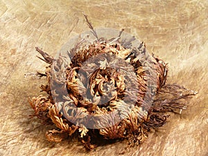 Rose of Jericho