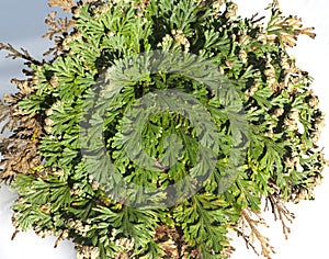 Rose of Jericho; Anastatica; hierochuntica