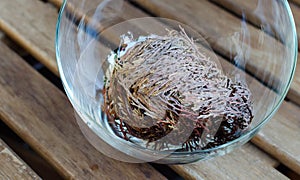 Rose of Jericho Anastatica hierochuntica plant closed in glass bowl. It starting to open